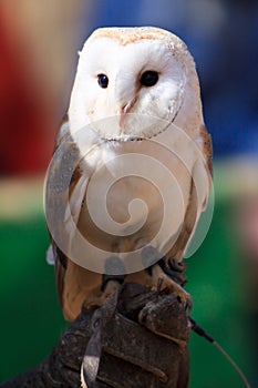 White owl at a bird show