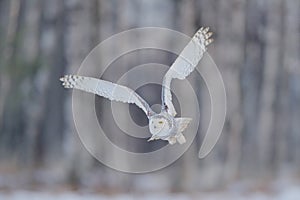 White owl in flight. Snowy owl, Nyctea scandiaca, rare bird flying above the meadow. Winter action scene with open wings, Finland