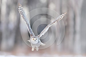 White owl in flight. Snowy owl, Nyctea scandiaca, rare bird flying above the meadow. Winter action scene with open wings, Finland