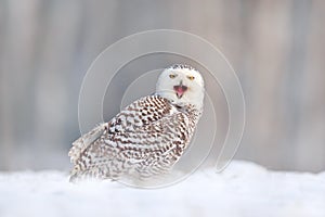 White owl in flight. Snowy owl, Nyctea scandiaca, rare bird flying above the meadow. Winter action scene with open wings, Finland