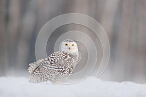 White owl in flight. Snowy owl, Nyctea scandiaca, rare bird flying above the meadow. Winter action scene with open wings, Finland