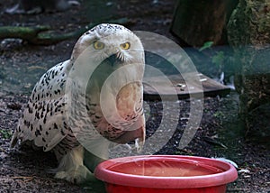 White owl fluffy bird dady with yellow eyes