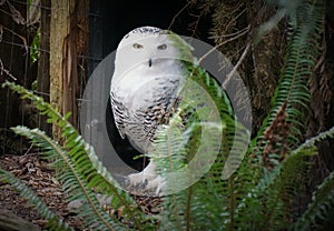 White owl