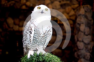 white owl is on green grass