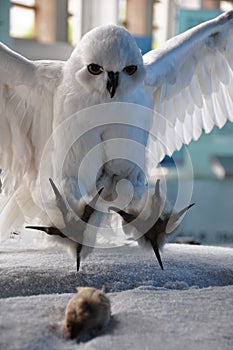 White owl hunting mice