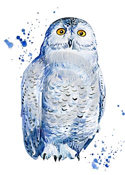 White owl on isolated white background watercolor illustration