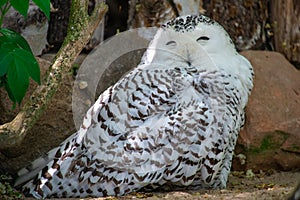 A White Owl laught to you