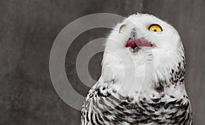 White Owl with shocking meme face