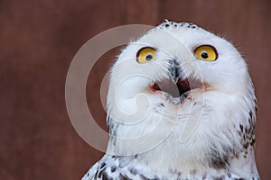 White Owl with shocking meme face photo