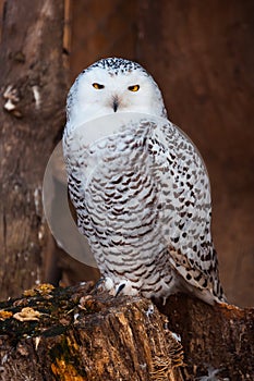 White owl sitting on stump