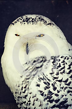 White Owl