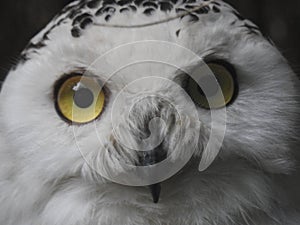 White Owl Stock seems to be awake