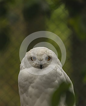 White owl with yellow eyes in autumn cloudy day in Germany