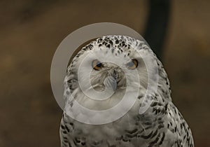 White owl with yellow eyes in autumn cloudy day in Germany