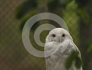 White owl with yellow eyes in autumn cloudy day in Germany