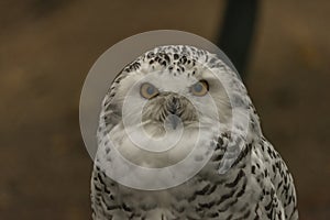 White owl with yellow eyes in autumn cloudy day in Germany