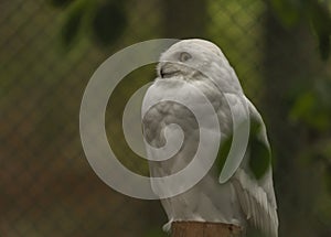 White owl with yellow eyes in autumn cloudy day in Germany photo