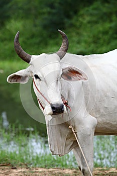 White ox photo
