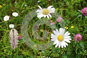 White oxeye daisies in the Isere Region, France