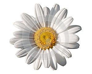 White oxeye daisy photo