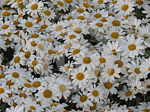 White oxeye daisy flower