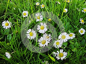 White oxeye daisy flowers blossom in spring