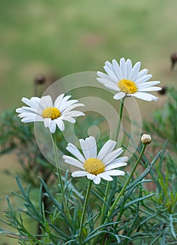 White oxeye daisy flowers on natural background