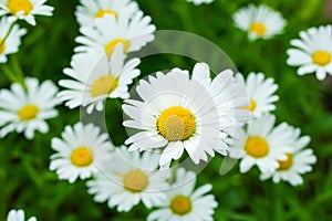 White Oxeye daisy flowers in the summer wildflower garden