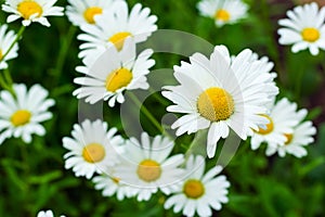 White Oxeye daisy flowers in the summer wildflower garden