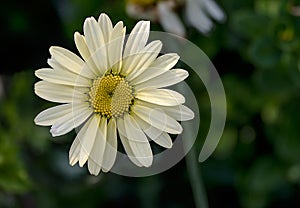 A white oxeye daisy, leucanthemum vulgare, blooms in the Czech republic countryside.