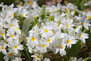 White oxlips