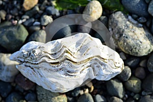 White Oyster on the Beach