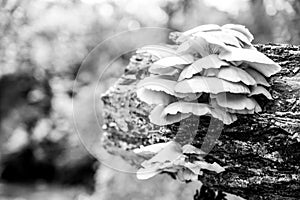 White Oyster Mushrooms growing on a decaying log in a forest