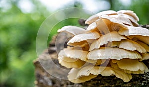 White Oyster Mushrooms growing on a decaying log in a forest