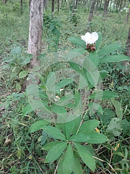 White Pacing flowers that grow wild in the forest.