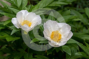 white paeonia blossom blooming in may photo