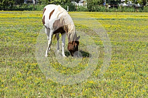 White paint horse with brown spots grazing