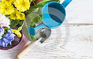 White paint wooden background with spring flowers in pots and gardening tools.
