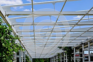 white painted steel pergola and trellis detail in open park. lush green creeper vine plant climbing on the posts