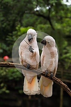 White Pair lovebirds