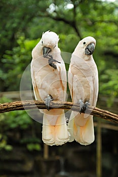 White Pair lovebirds