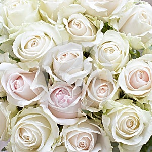 White and Pale Pink Roses