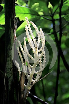 White palm flower in Monteverde Cloudforest, Costa Rica photo