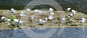 Seagulls on a small island looking for food photo