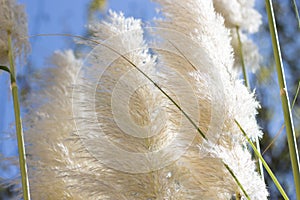White pampas grass & x28;Cortaderia selloana& x29; in summer