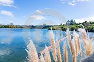 White pampas grass flower and orange floating barrier on Waikato River at Aratiatia dam