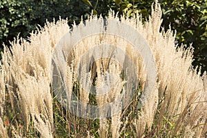 White Pampas Grass