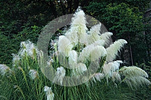 white pampas grass, white feather, cortaderia