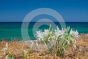 White Pancratium maritimum on the  beach, Crete island, Greece