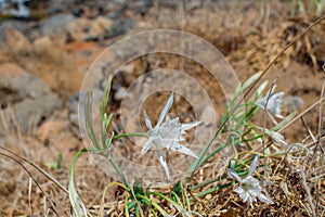 White Pancratium maritimum on the  beach, Crete island, Greece